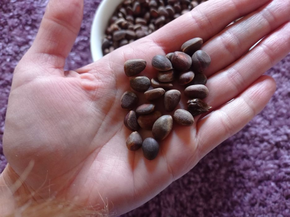 Сіянцы  Кедр сибірский,Джерарда, Арманди,Стелюх