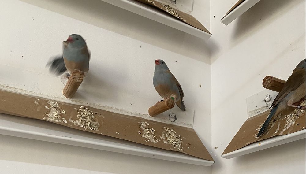 Peitinhos celeste 2025