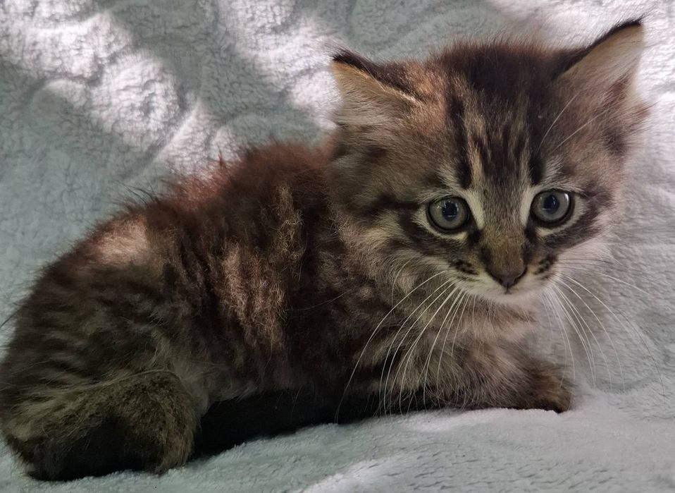 Кошенятка 1 місяць