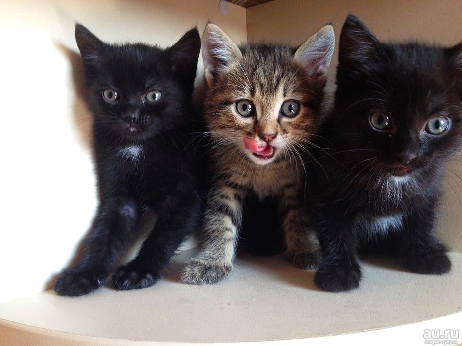 Подарую прекрасних кошенят