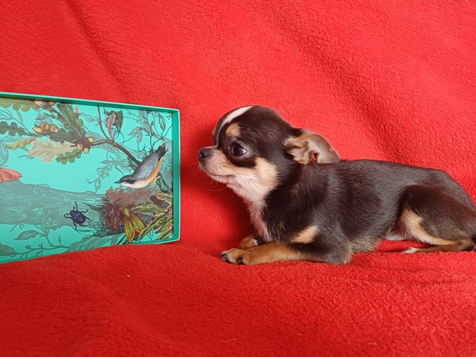 Маленький красавчик голубой