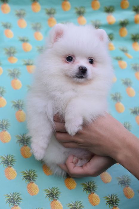 Мила зайкп помочка