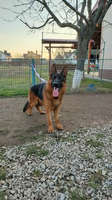 Кобель для розведення