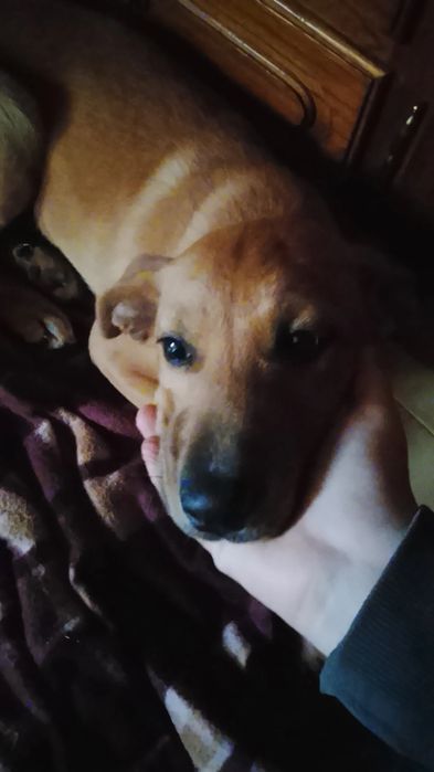 Cãozinho pra adoção