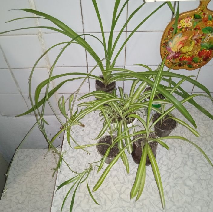 Хлорофитум хохлатый двухцветный зеленый