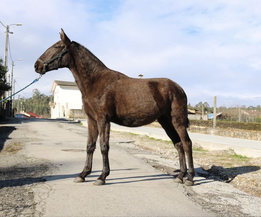 Poldra lusitana preta 1 ano