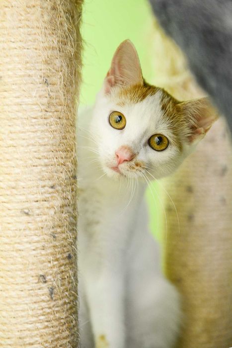 2 braciszki TIMON i PUMBA do adopcji