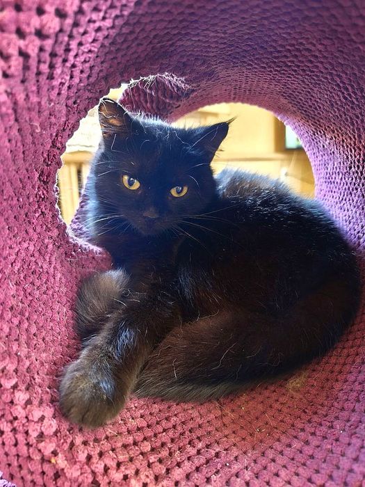 мініатюрна Черрі, 8 міс.