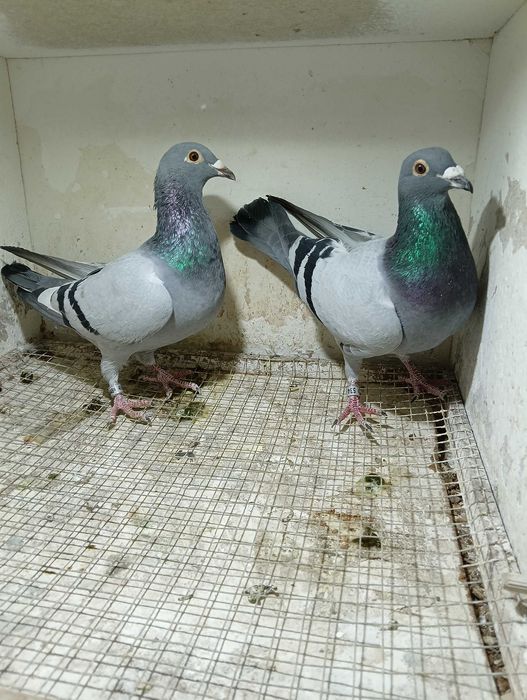 10.Gołębie pocztowe. Samice DV 2025