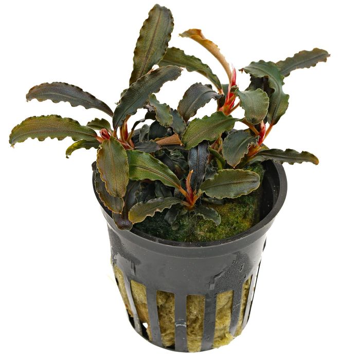 Bucephalandra Kendagang - BSP_PLANTS