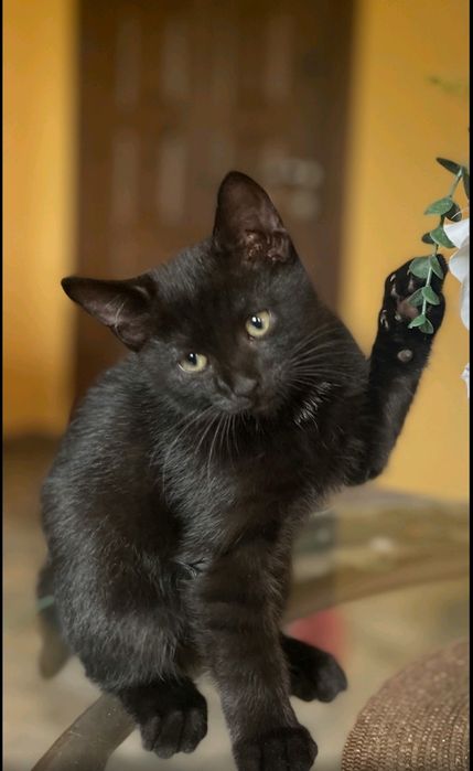 Подарую котика  в добрі руки