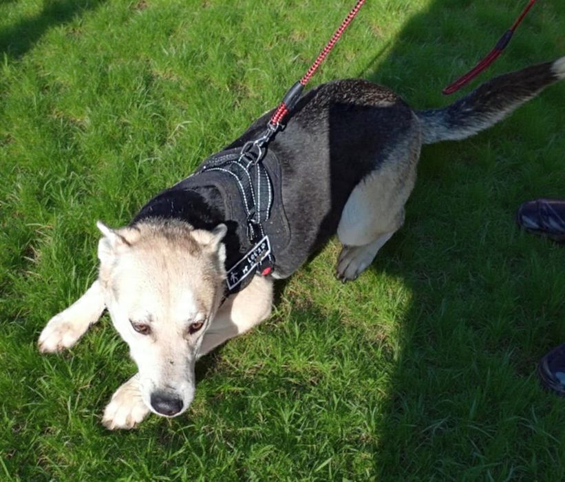 Kochany, młody i śliczny pies do adopcji