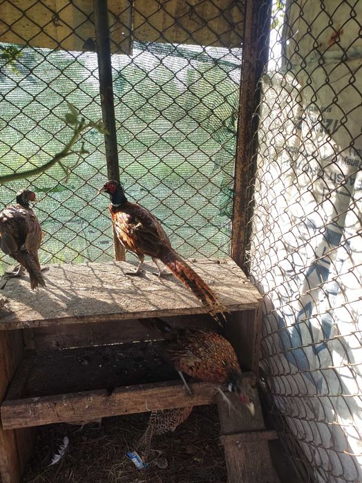 Фазани мисливські...