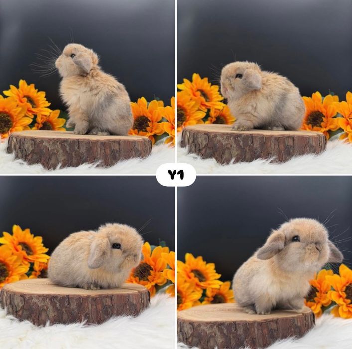 Króliki Mini Lop