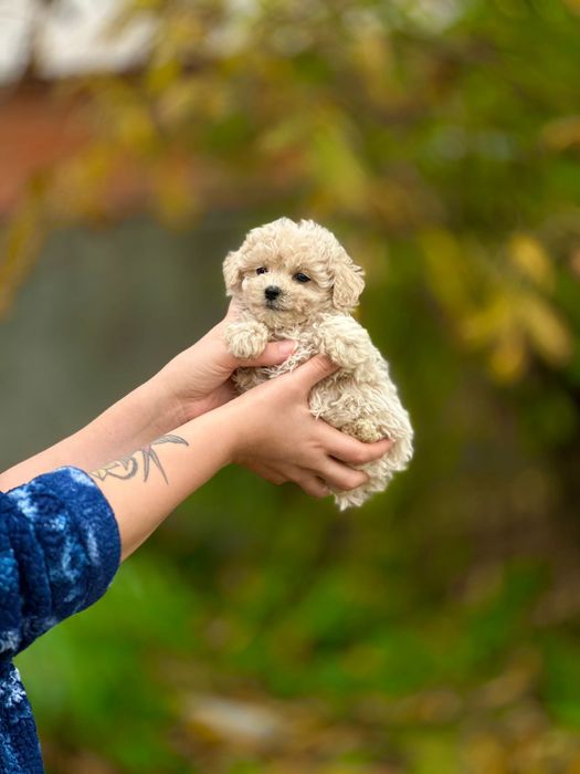 Кому міні красуню лапочку мальтіпу? Сама мила та ніжна лялечка