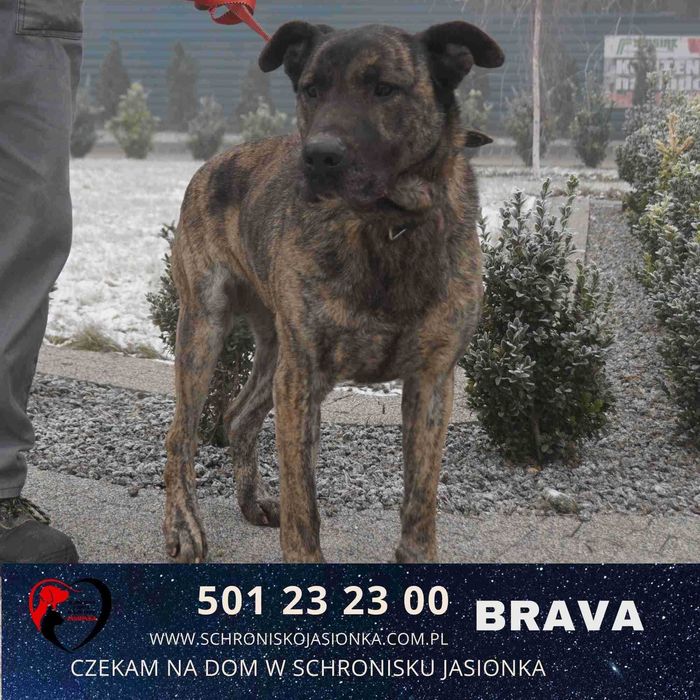 Brava do adopcji – Schronisko Jasionka