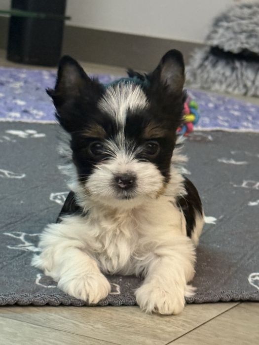 Yorkshire Terrier Biewer sunia