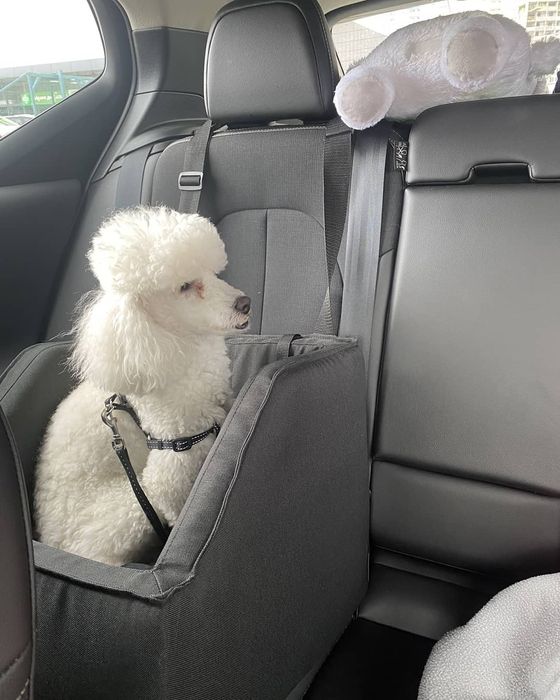 Автокресло для собак, авто гамак для собак, лежак, лежанка