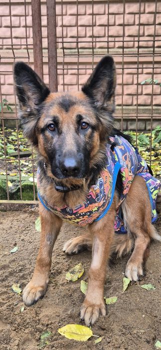 Suczka Około 3 lata