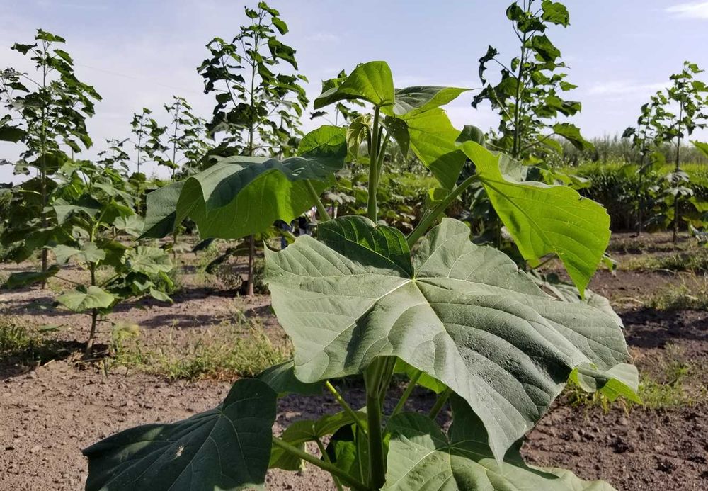 Саджанці (дворічні) Павловнії "Шан Тонг" морозостійка швидкоростуча