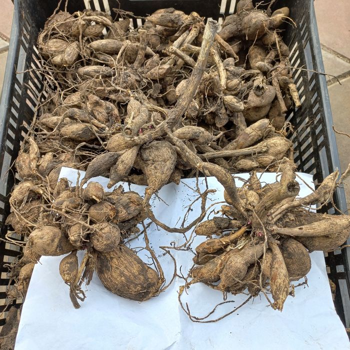 Продам клубні,бульби жоржини.