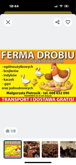 Młode kury nioski