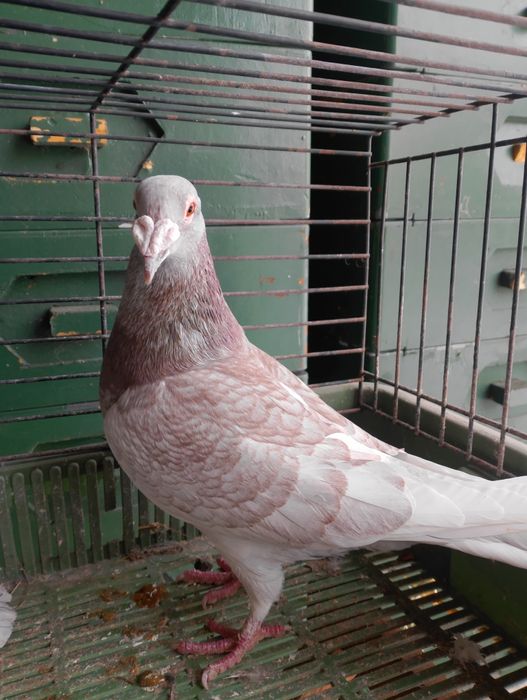 Sprzedam gołębie pocztowe para parzysta aaaa