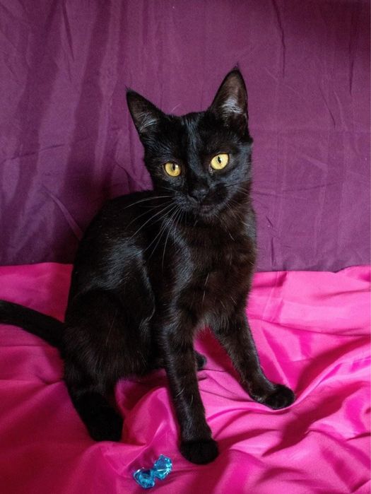 Гарна чорна киця в добрі руки!