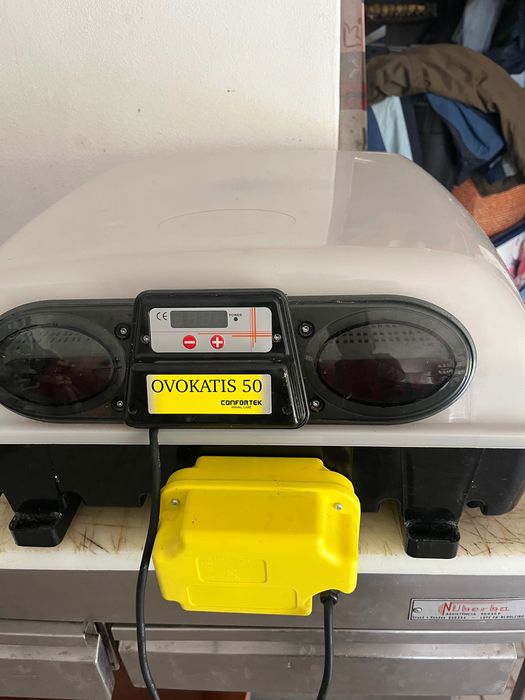 Chocadeira como nova