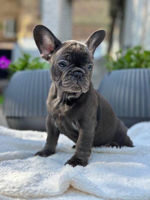 Щенки французского бульдога