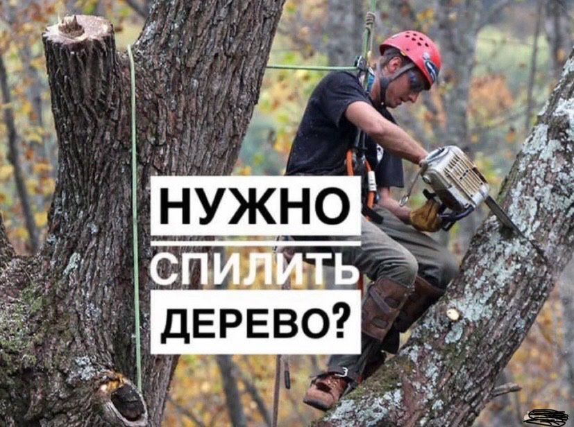 Спил деревьев дешево!