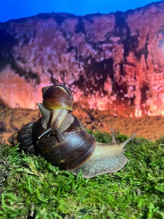 Равлики Ахатина Херсон