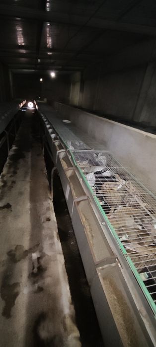 Jaulas para criação de coelhos usadas preço unitário