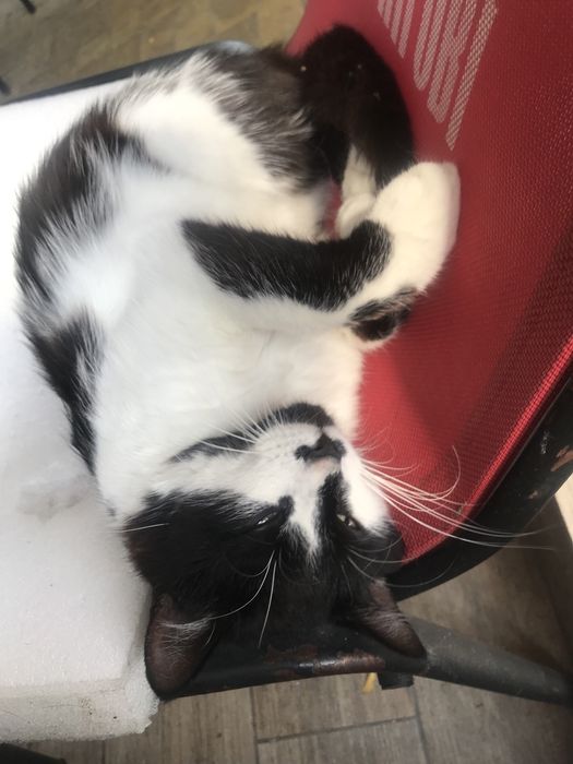 котенок ищет семью