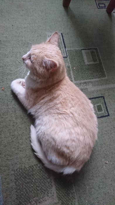 Отдам кота в хорошие руки