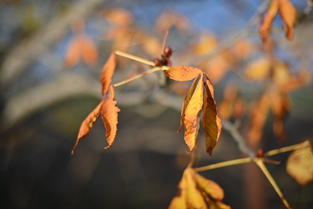 Voigtlander Heliar Classic 75/1.8