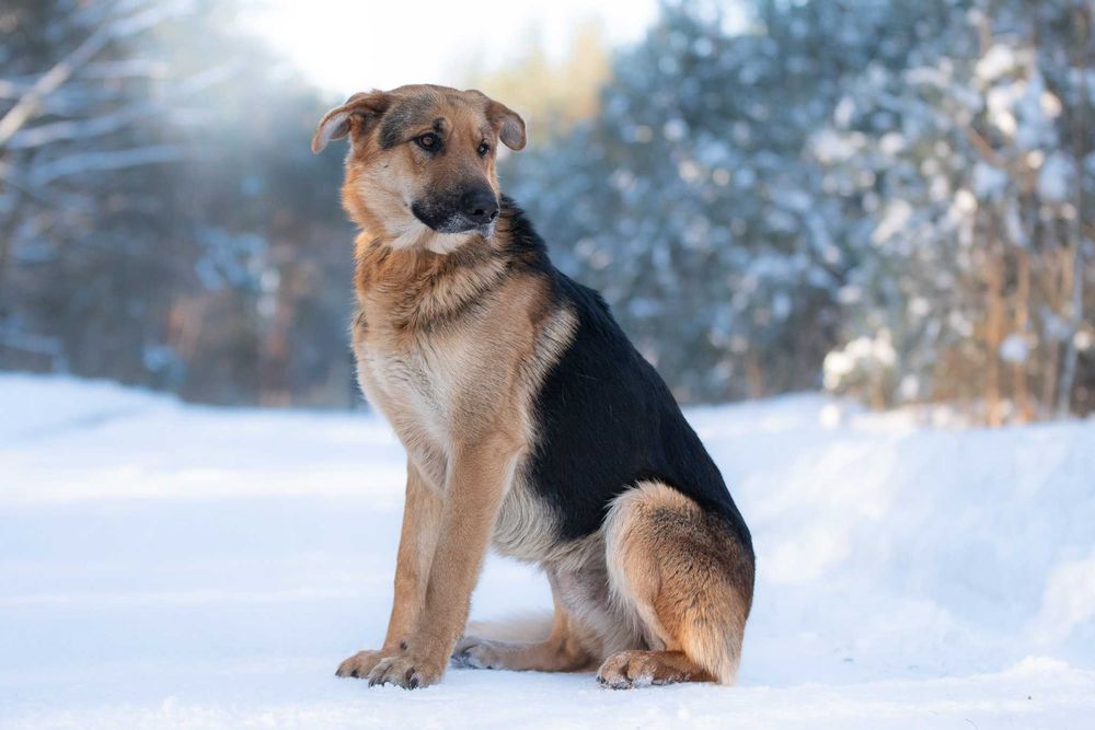 CCAMARO - duży, łagodny, przytulaśny