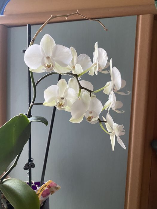 Орхі, орхідеї, орхидея, біла