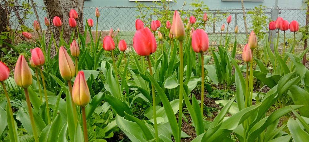 Тюльпани Голландські на зріз