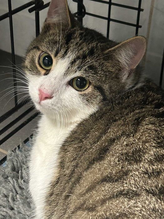 kilkumiesięczny Leo - nieśmiały obserwator, ale o lwim sercu