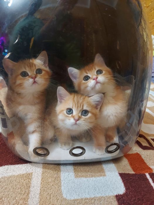 Малюки Британська Золота Шиншила