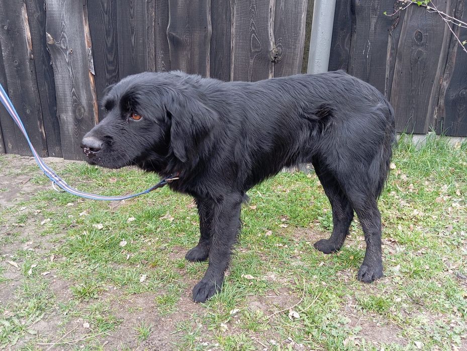 Znaleziono psa gmina wiskitki