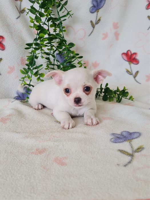 Excecional mini Chihuahua/Chiuaua de Qualidad,LinhagemRussa