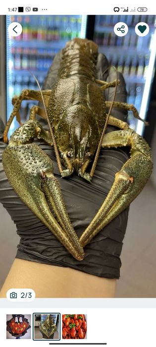 Живые раки Николаев 750 гр