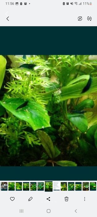 Продам креветочек!))