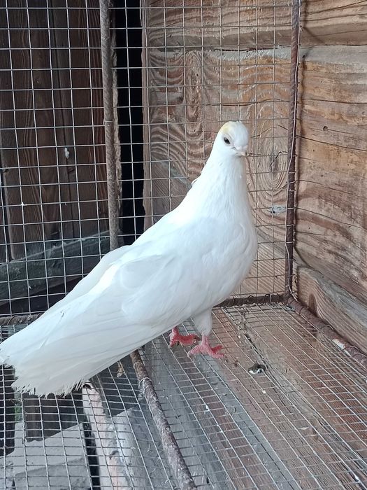 Gołębie zamojskie!!!