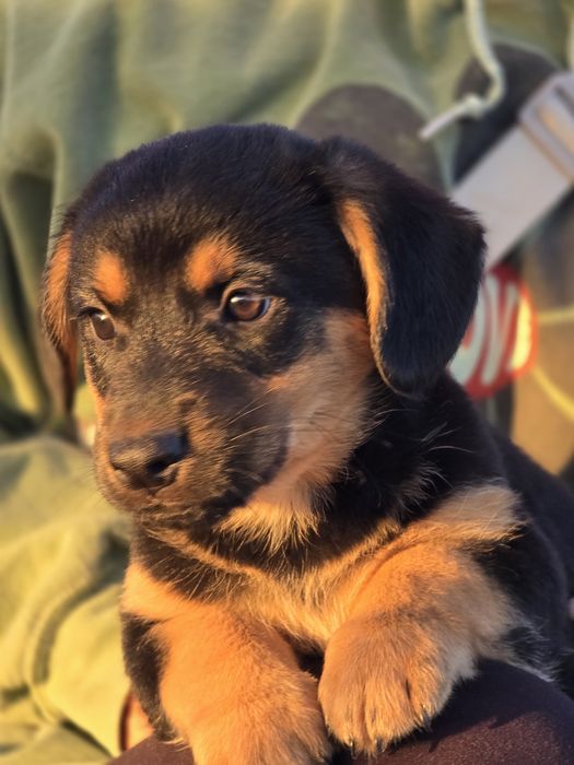 Ośmiotygodniowe szczenięta do adopcji!