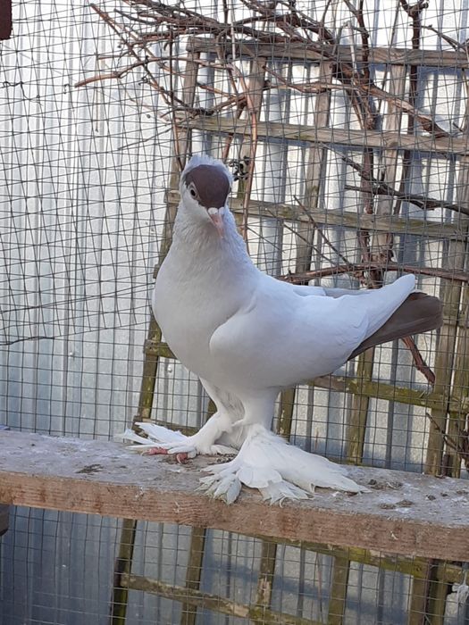 Gołębie ozdobne Krymka Polska