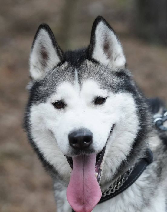 Charlie - husky malamut do adopcji!