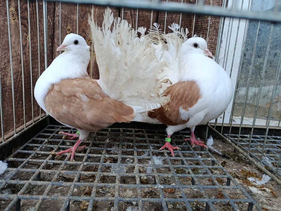 Pawiki gołębie  pary